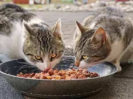 Факт. Як вибрати корм для котів