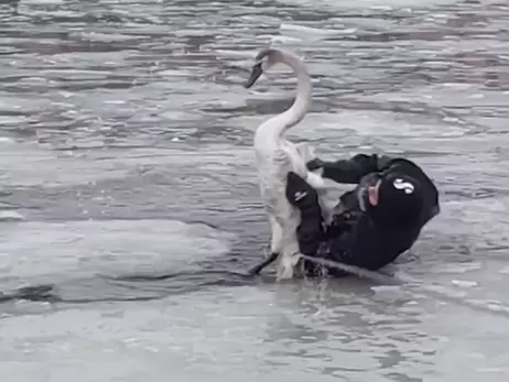 У Дніпрі водолази врятували лебедя з крижаної пастки