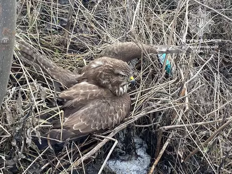 У Дніпрі поліцейські врятували травмованого дикого птаха