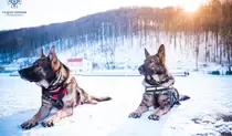 У Харда и Колы из горного поисково-спасательного подразделения ГСЧС на Буковине на счету не одна спасенная жизнь. Фото: ГСЧС