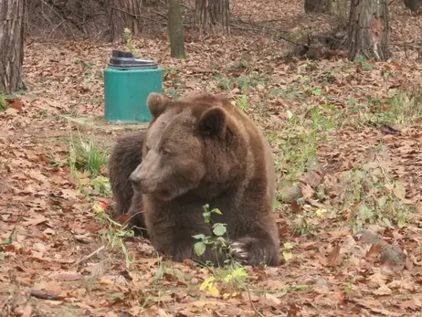 Притулок 