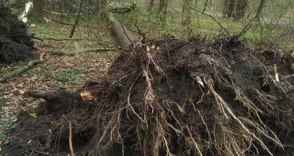 Ветер повалил деревья во львовском парке, а синоптики прогнозируют еще большие порывы