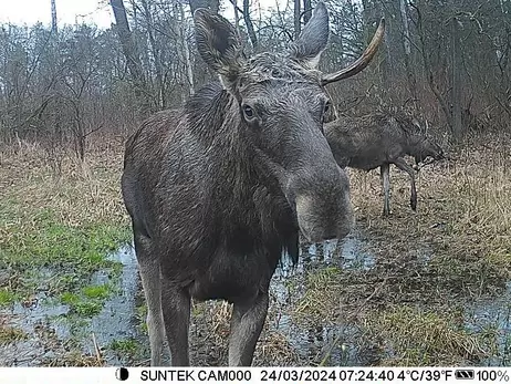 На Прикарпатті фотопастка зафіксувала червонокнижного лося