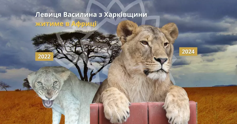 Левицю Василину, врятовану на Харківщині, відправили до Африки разом із її обранцем