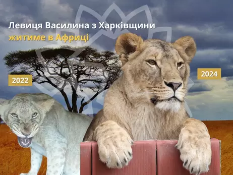 Левицю Василину, врятовану на Харківщині, відправили до Африки разом із її обранцем