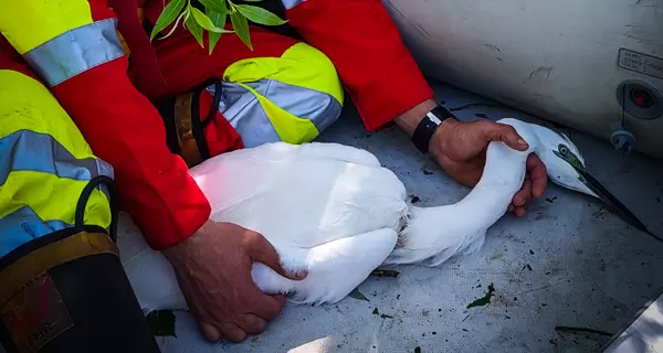 Во Львовской области спасли цаплю, которая висела на дереве вниз головой