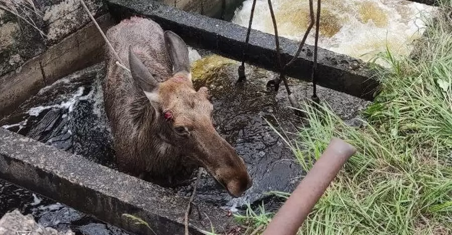 На Черниговщине спасли лося, который упал в водное сооружение