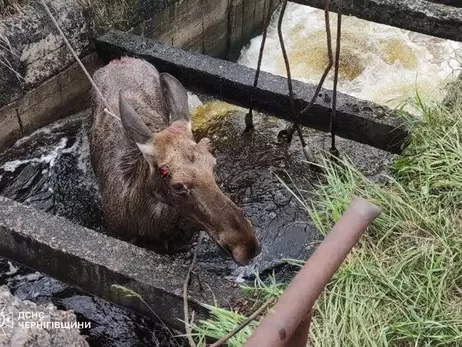 На Черниговщине спасли лося, который упал в водное сооружение