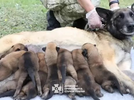 Бельгийская овчарка Барина, которая служит в ГПСУ, родила 10 щенков