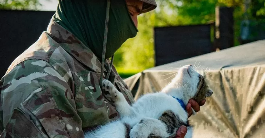 Прикордонники на Харківщині врятували кота, якого покинули господарі