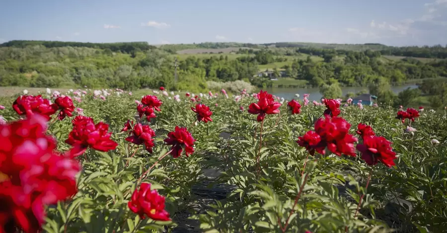 У Холодному Яру цвіте долина півоній – дві з половиною тисячі ароматних кущів