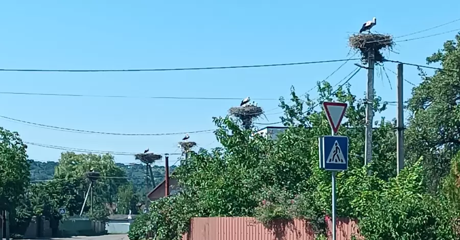 Королівство лелек під Києвом: коли птахи разом злітають – небо чорніє