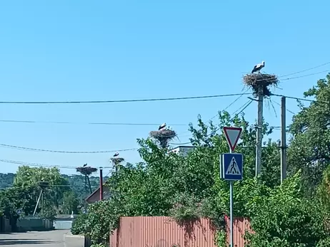 Королівство лелек під Києвом: коли птахи разом злітають – небо чорніє