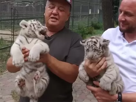 В Харьковском экопарке пополнение в семье белых тигров