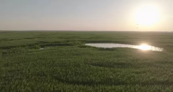 Эколог о Каховской ГЭС: Молодой лес на месте подрыва - лучшее, что случилось с нами в эту войну