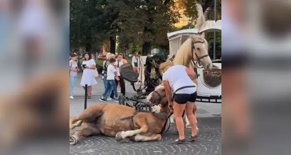 Во Львове временно запретили каретный бизнес после падения лошади