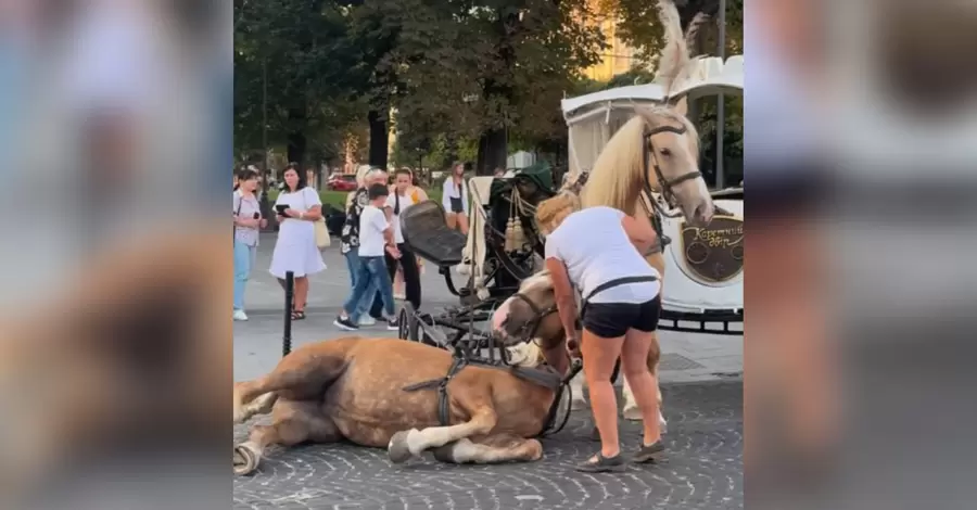 У Львові тимчасово заборонили каретний бізнес після падіння коня