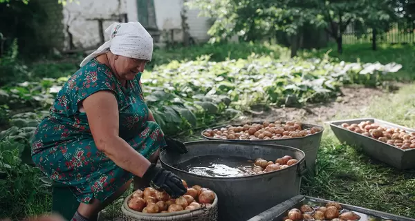 «Цыганка», «Пьяница» и «Пикассо»: какими сортами славится картофельная столица Украины