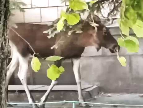 В Киеве спасли лося, заблудившегося между многоэтажками