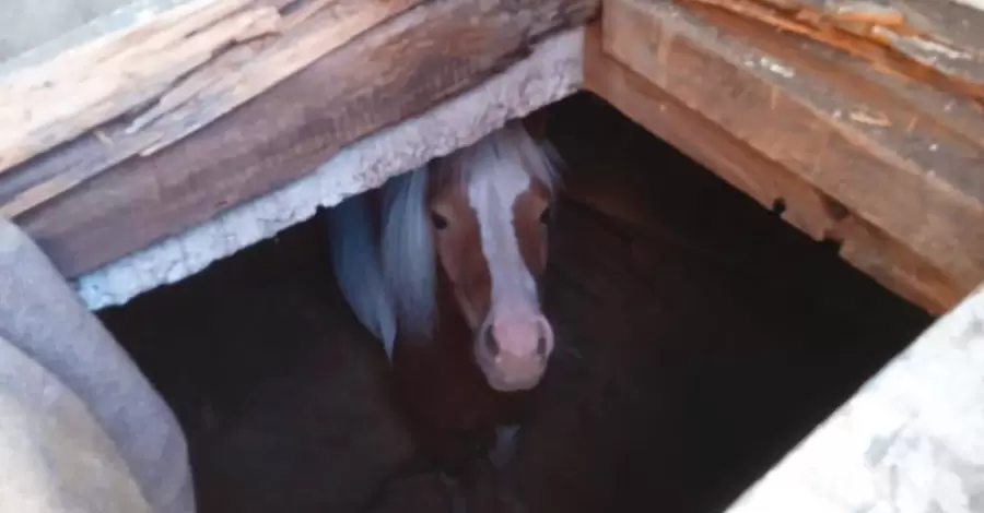 На приватній фермі у Київській області врятували поні, який провалився у льох