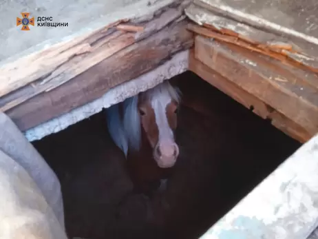 На приватній фермі у Київській області врятували поні, який провалився у льох