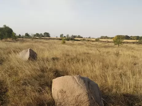 На Полтавщині знайшли поле з червонокнижною ковилою