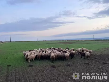 На Одещині двоє чоловіків вкрали у фермерів понад сотню овець