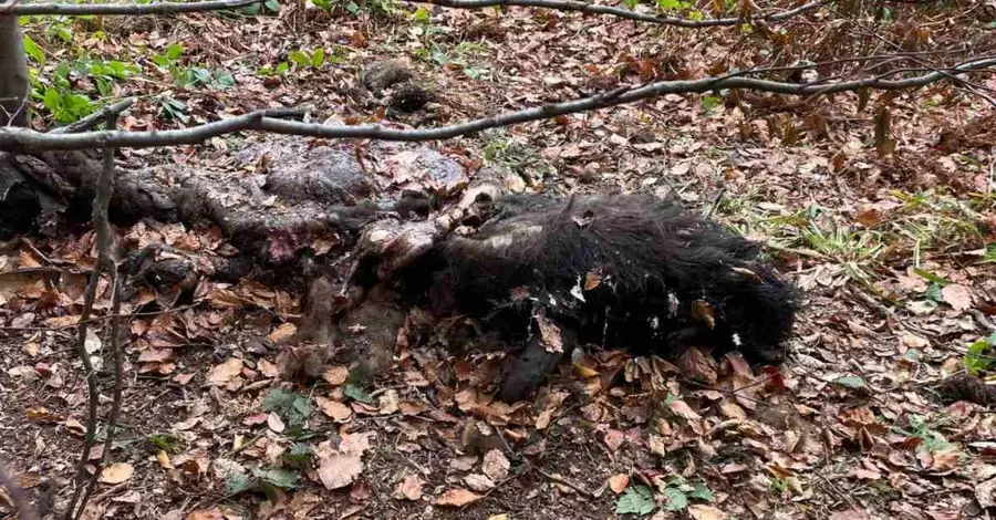 На Львівщині браконьєри застрелили двох червонокнижних зубрів