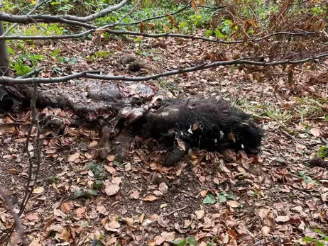 Во Львовской области браконьеры застрелили двух краснокнижных зубров