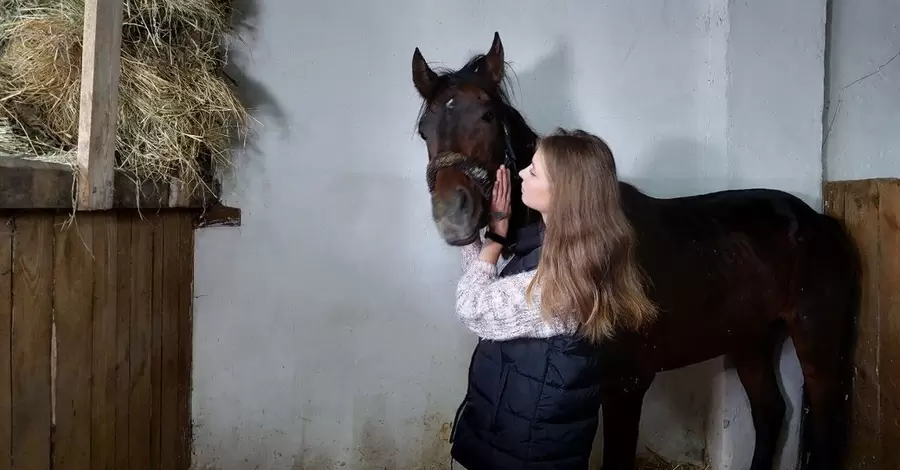 Львовские ветеринары спасли коня из Краматорска, которого из-за неизлечимой болезни хотели усыпить