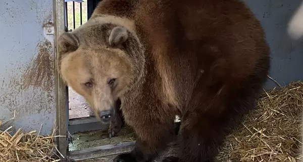 Двух медведей эвакуировали из зоопарка на Донетчине после ракетного обстрела