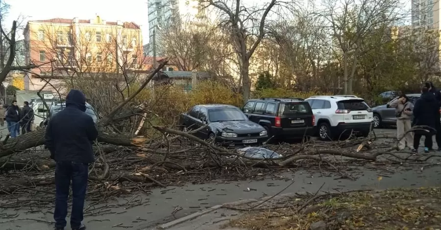 У Києві через сильний вітер впало дерево і вбило жінку