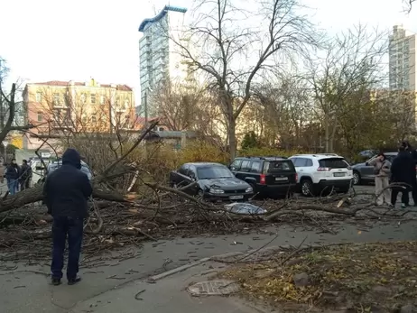 В Киеве упавшее из-за сильного ветра дерево убило женщину