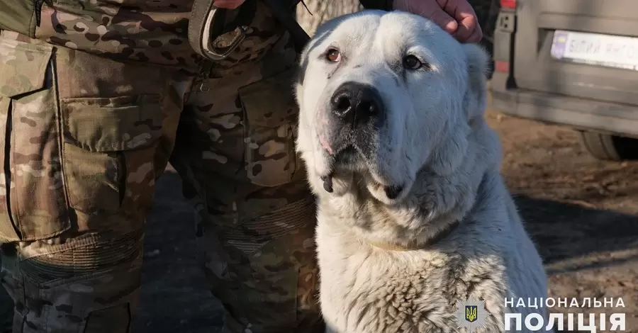 Поліцейські евакуювали з Покровська покинутого алабая та знайшли йому новий дім