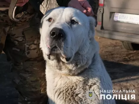 Полицейские эвакуировали из Покровска брошенного алабая и нашли ему новый дом