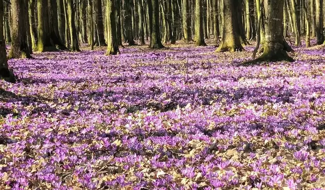 На Закарпатті розквітли крокуси