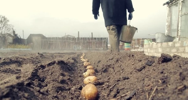 Зацвіла вишня – час саджати картоплю. Народні прикмети і секрети аграріїв для щедрого врожаю