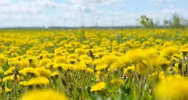 Погода в Украине 21 апреля: много солнца и до 24 градусов тепла