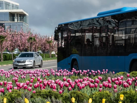 В Ужгороді одночасно з піком цвітіння сакур квітнуть тисячі тюльпанів