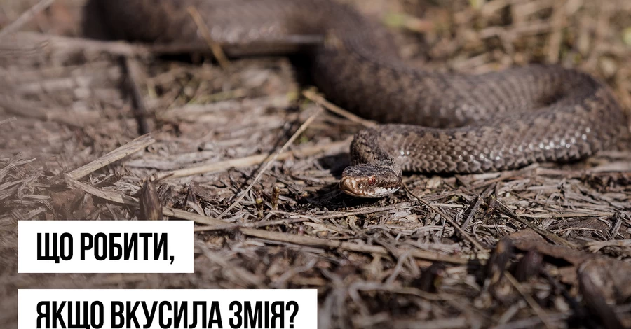 В Украине начался сезон активности змей - в Минздраве предупредили об опасности