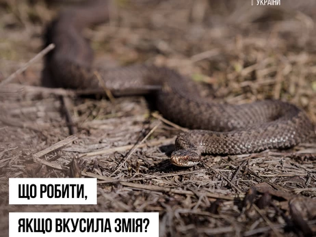 В Украине начался сезон активности змей - в Минздраве предупредили об опасности