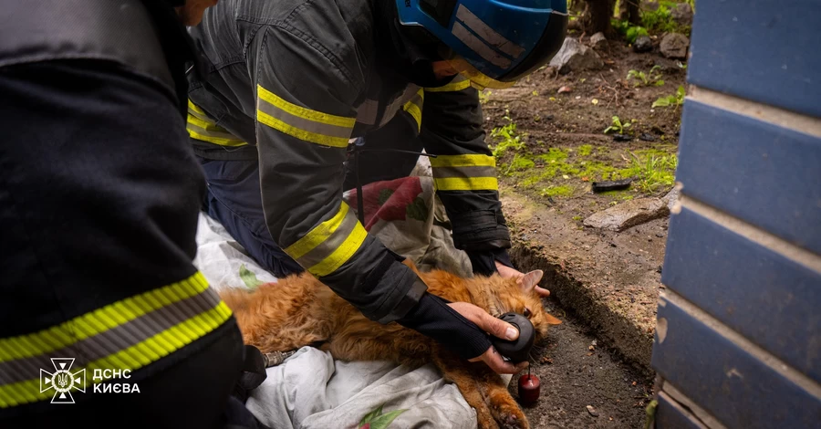 У Києві врятували рудого кота під час пожежі
