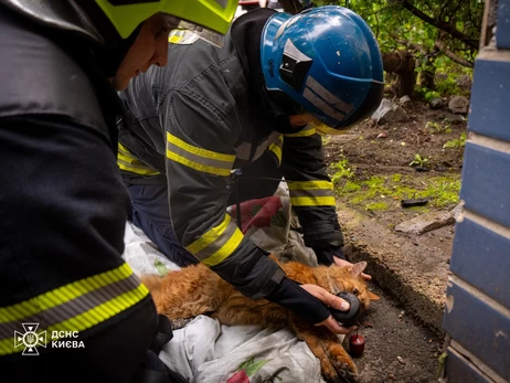 У Києві врятували рудого кота під час пожежі