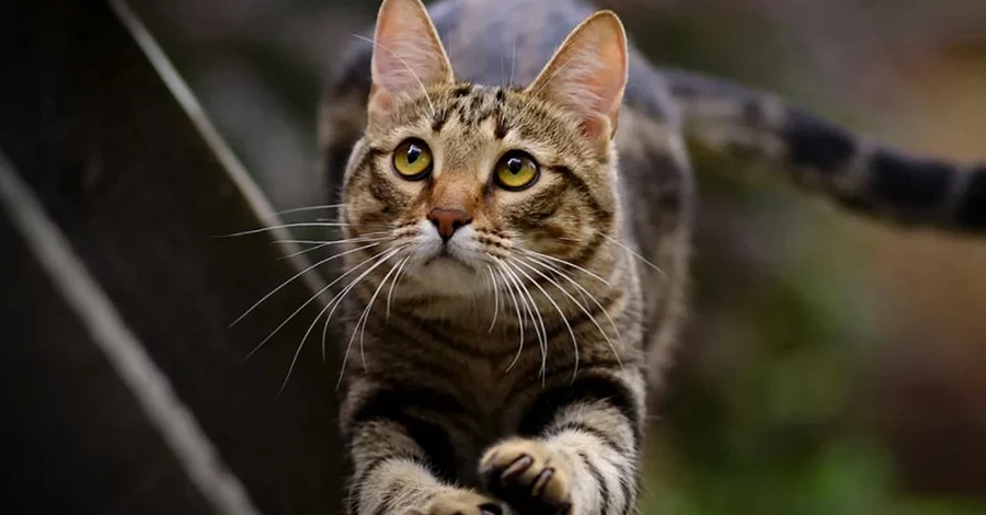 На Львовщине кот спас хозяев из горящего дома