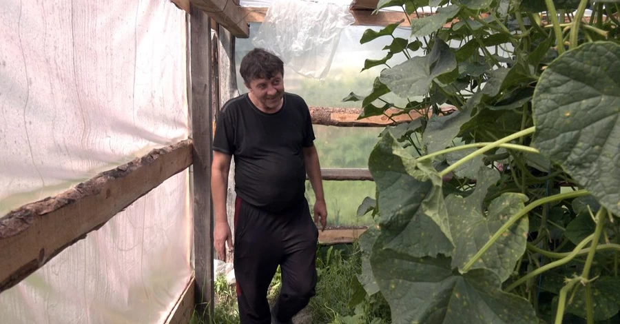 Жители огуречной столицы на Волыни: Из-за майских заморозков урожая почти не будет