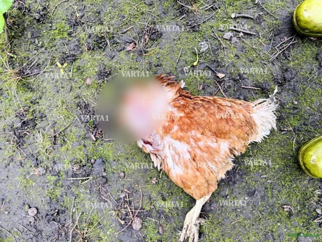 В селе на Львовщине неизвестное существо напало на кур