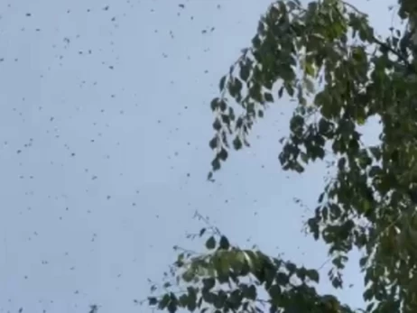 Во Львове зафиксировали нашествие неизвестных насекомых