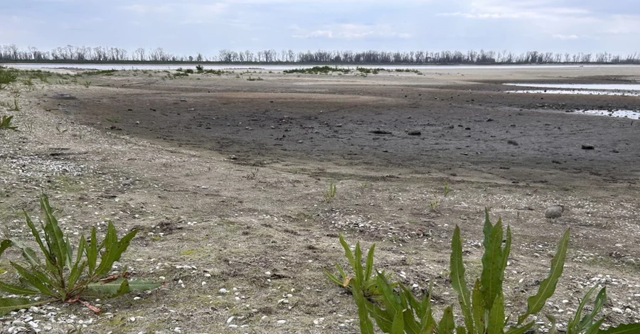 Каховське водосховище через два роки: вербні джунглі і тонни важких металів у землі