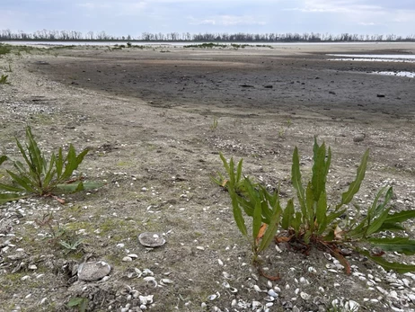 Каховское водохранилище два года спустя: вербные джунгли и тонны тяжелых металлов в земле