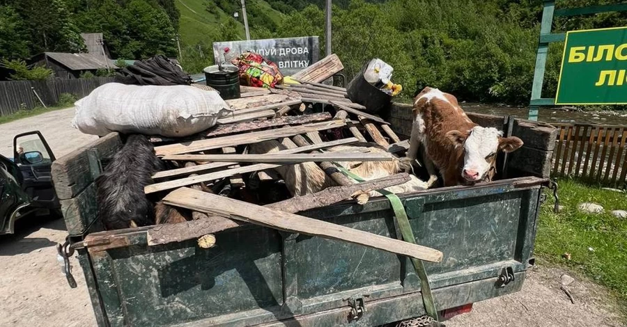 На Закарпатті викрили хитру схему переправників - худоба замість камуфляжу